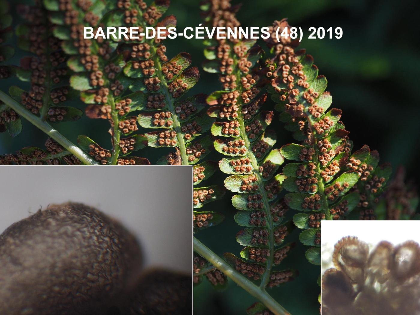 Fern, Mountain Male fruit